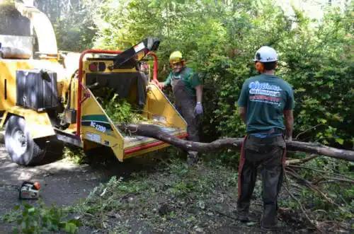 tree services South San Jose Hills